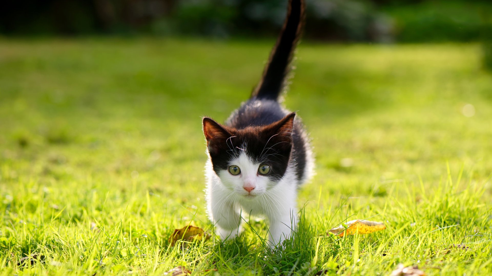 特色水底潜水探秘，探索海底奇幻世界，海底潜水视频