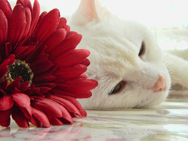 赛场上的“最强防守者”排行榜：谁能扛起球队的最后一道防线？