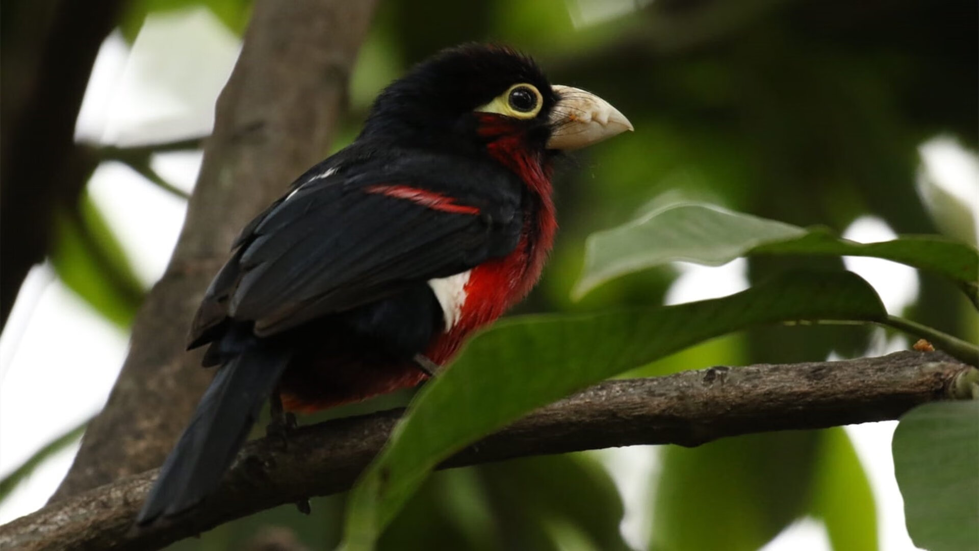 爱游戏-堡垒之夜举办全明星邀请赛，《堡垒之夜》演唱会