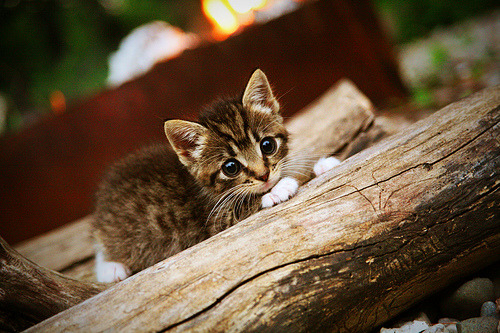 巴西男篮教练因私事离席,球队临时换帅,巴西队总教练