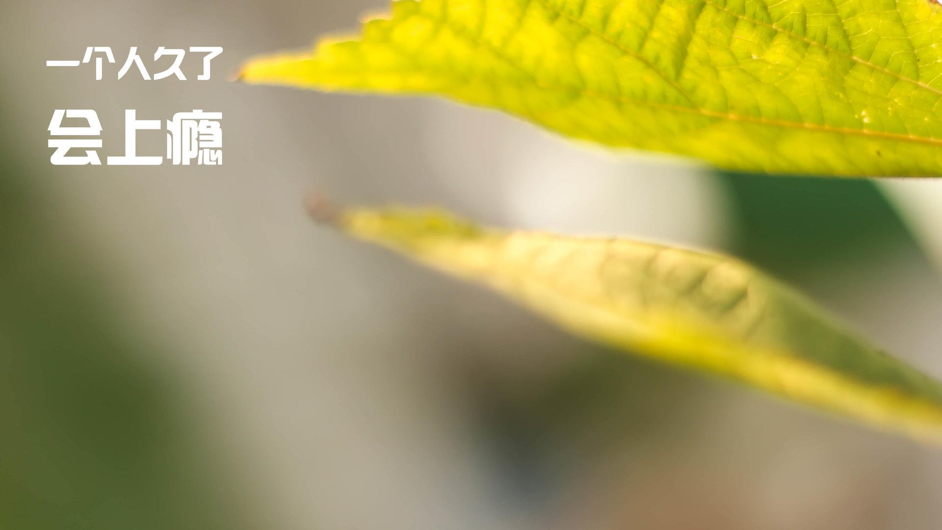 德比郡一鼓作气，主场轻松获胜！，德比郡图片