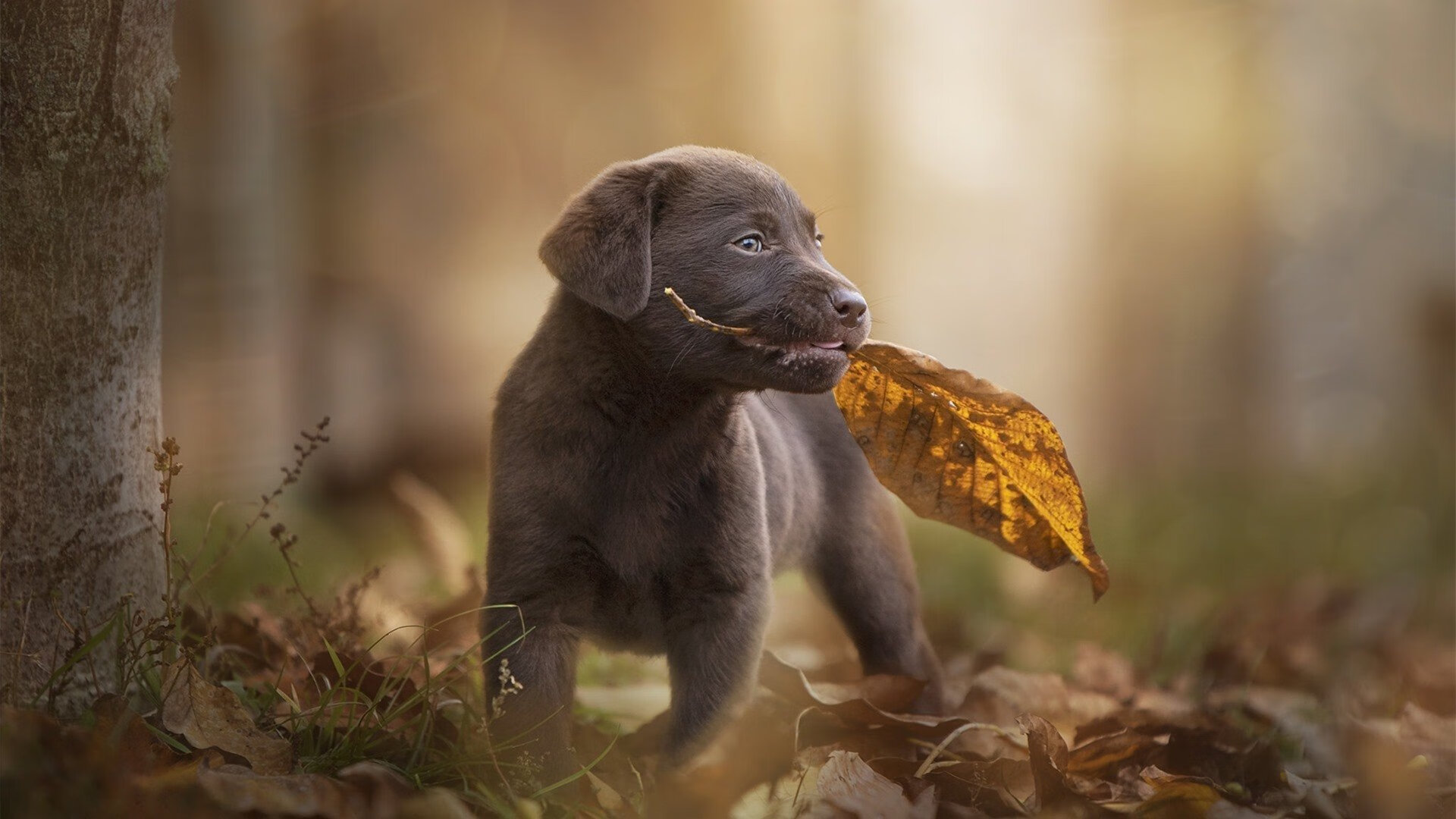 未来足球：结合科幻概念的创新场馆设计，未来足球发展