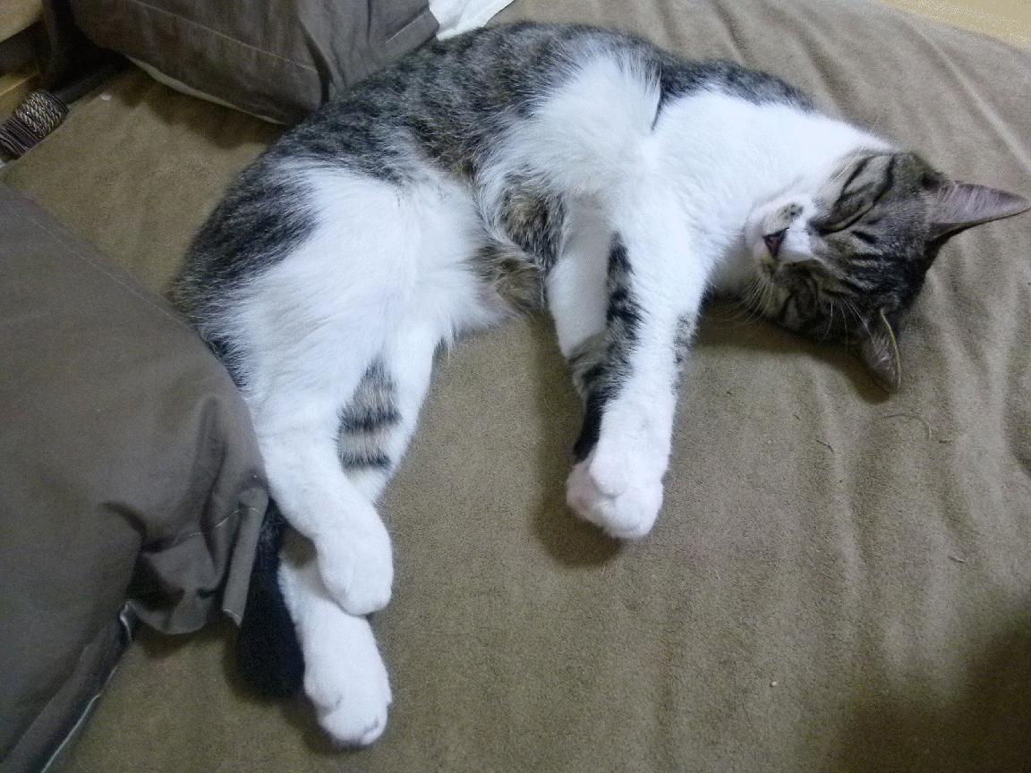 英超赛季中期体能衰减趋势与恢复干预效果评估，英超强度