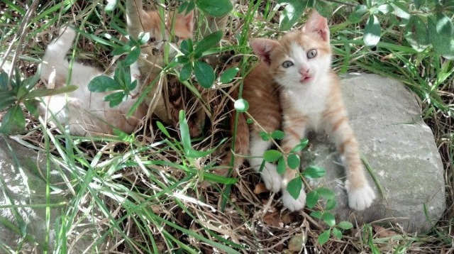 运动员心理辅导策略，运动员的心理辅导