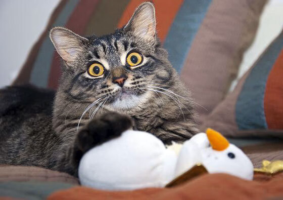 高校运动员体能训练方法研究，高校体育的运动技能目标